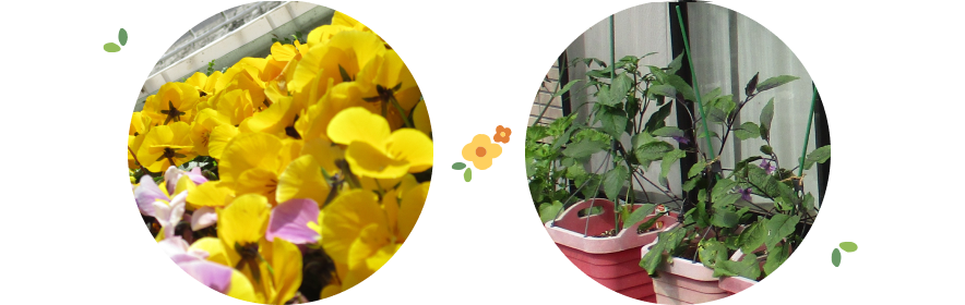 花壇・お花・野菜の写真